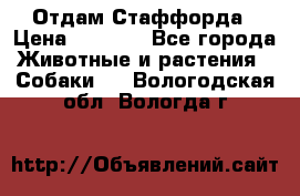 Отдам Стаффорда › Цена ­ 2 000 - Все города Животные и растения » Собаки   . Вологодская обл.,Вологда г.